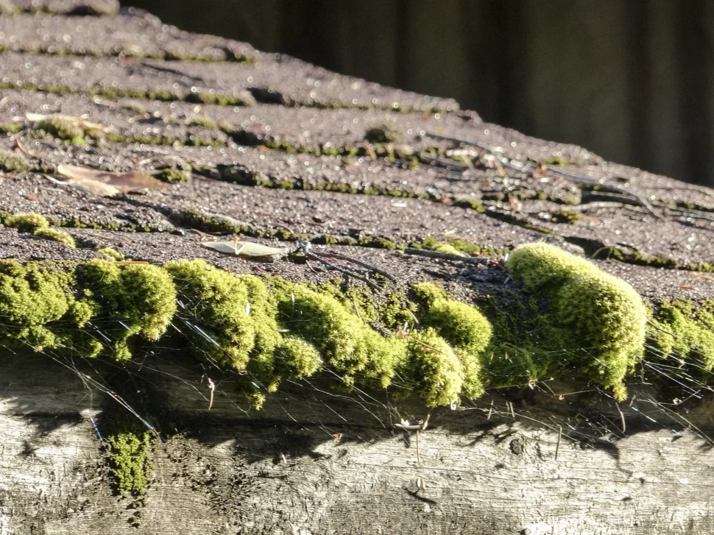 shingle roof